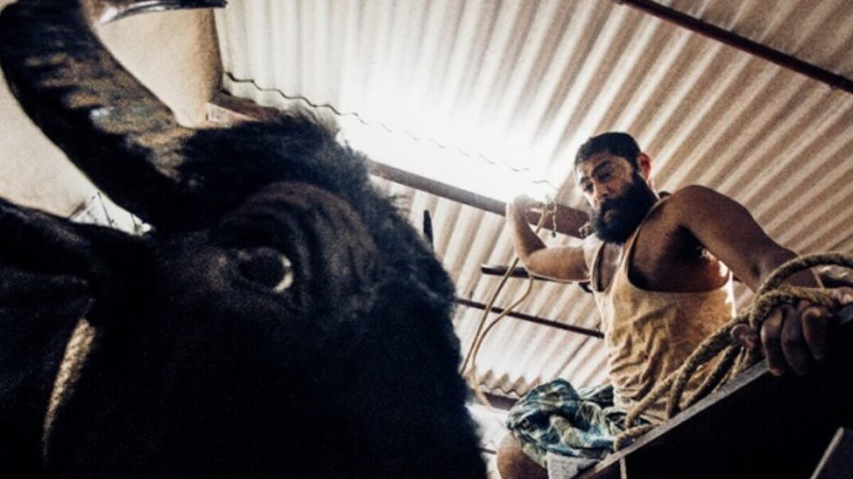 Кадр из фильма «Джалликатту»