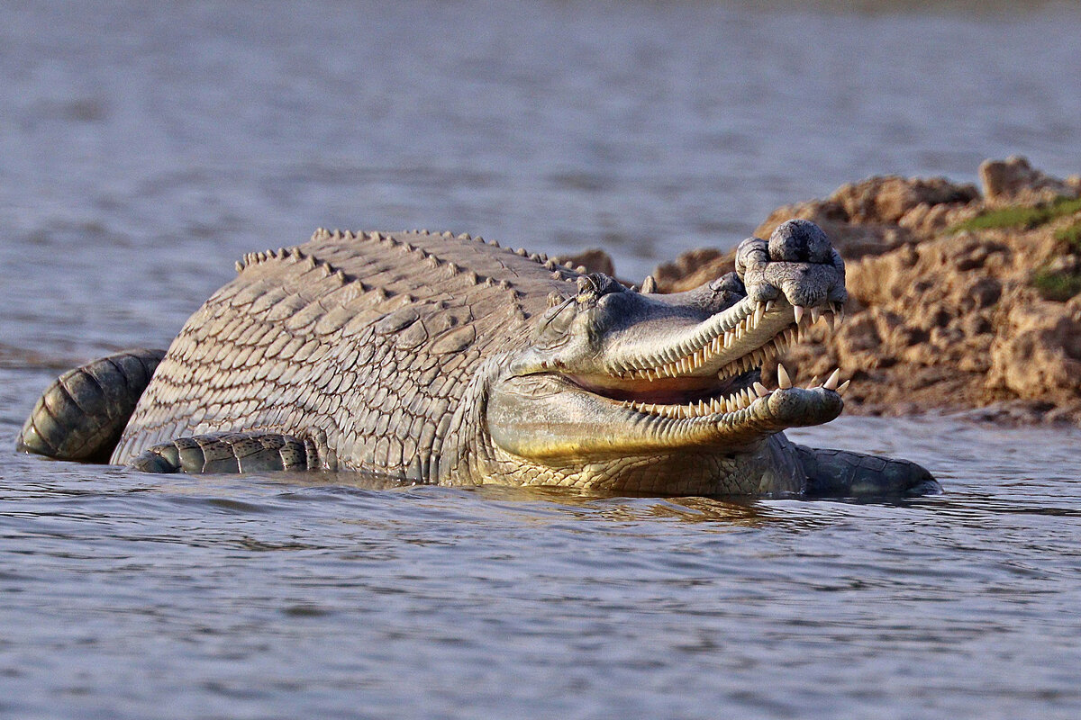 Самый крупный из известных гавиалов имел длину более 6 м! Средняя длина самца 4-5 м, а самки 3-3.5 м.