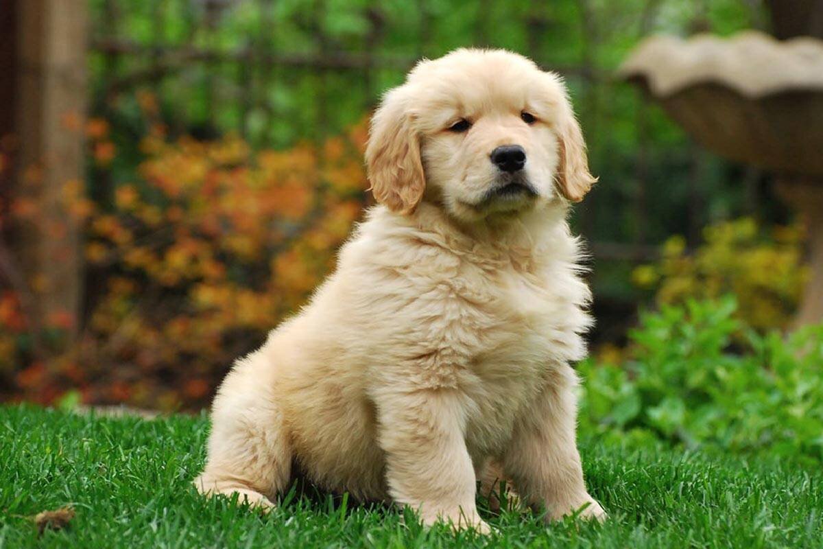 Щенок золотистого ретривера.