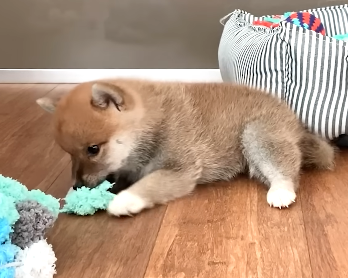 Вот такого песика мы взяли, еще совсем малыш