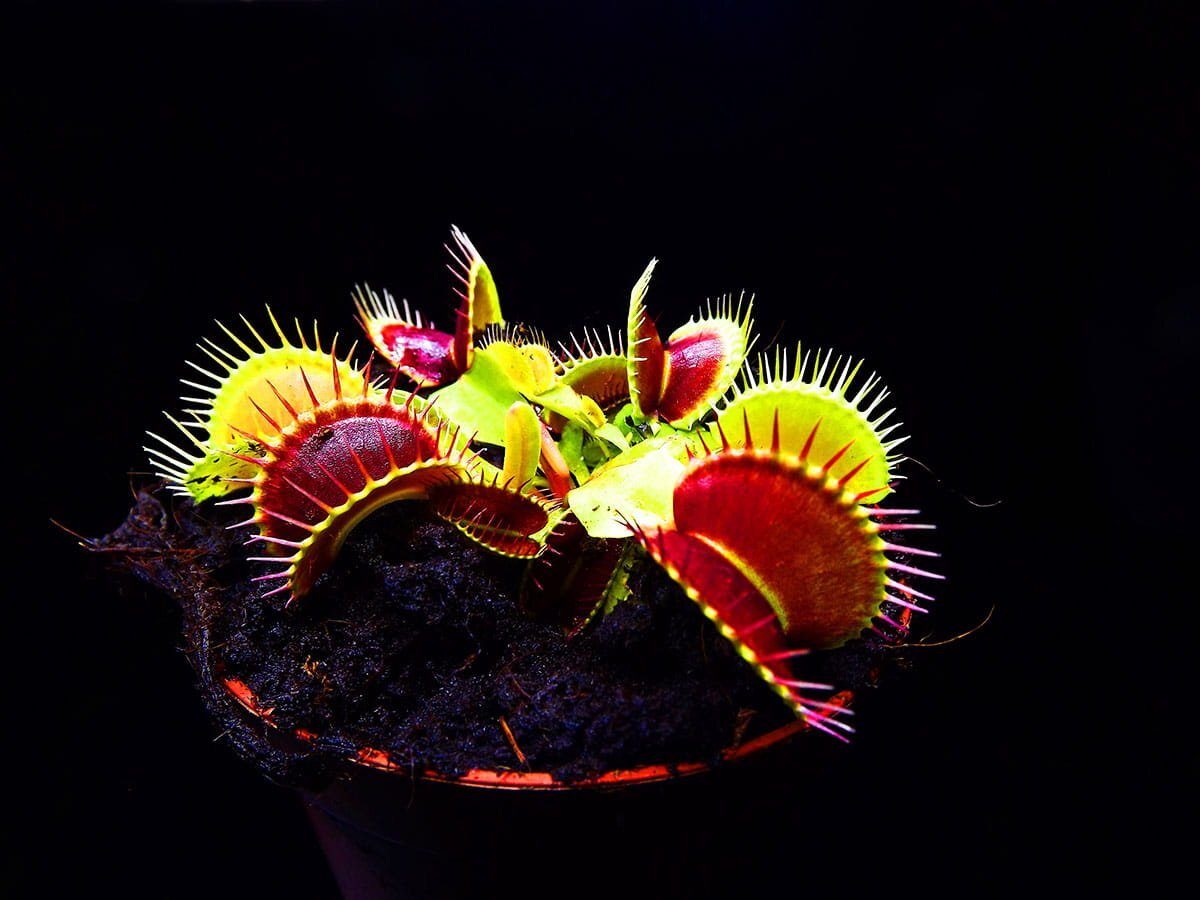 Dionaea muscipula цветы