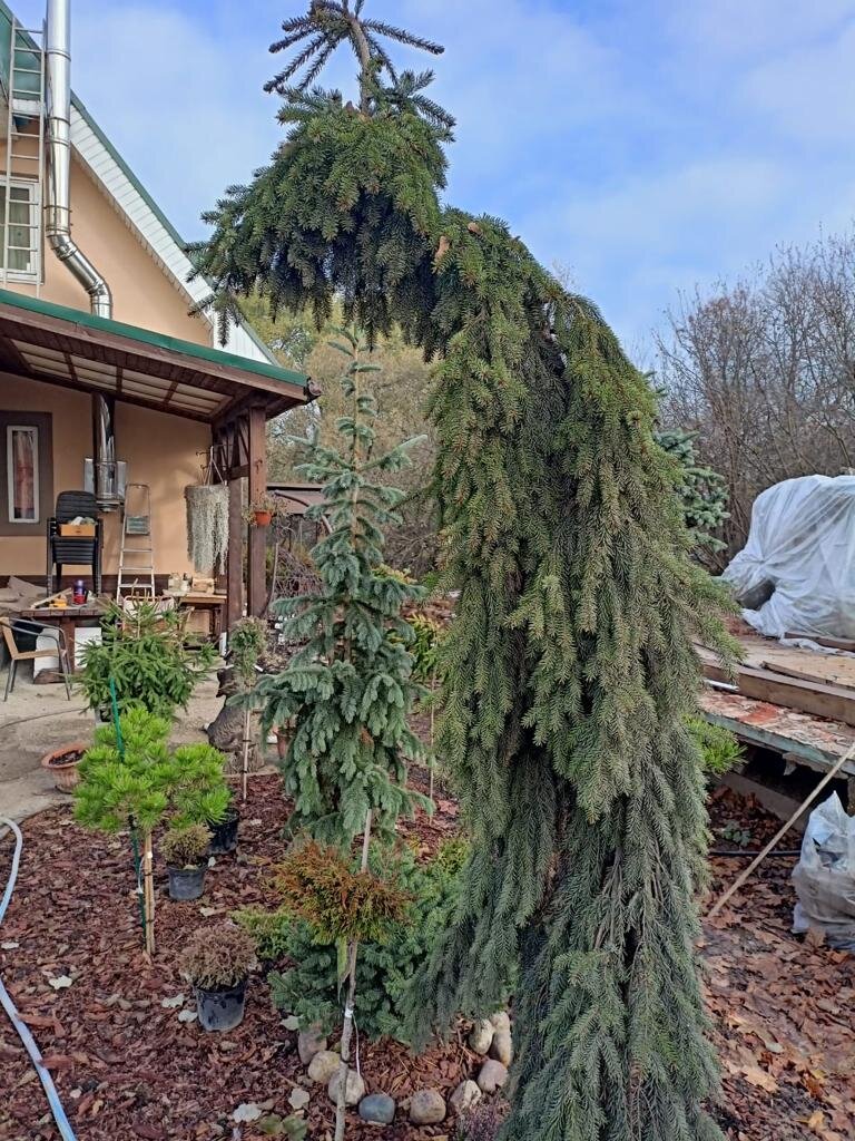 (Picea omorika Pendula Bruns)