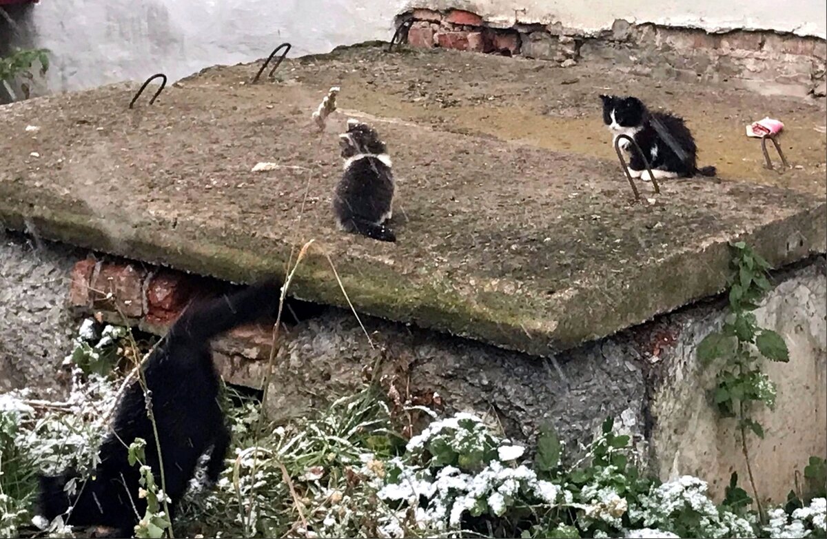 Кошка привела детёнышей к волонтёрам