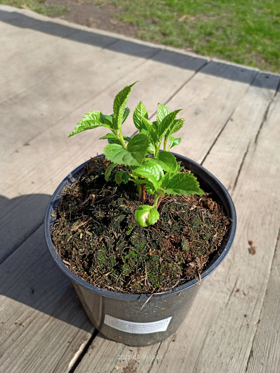 Гортензия в двухлитровом горшке