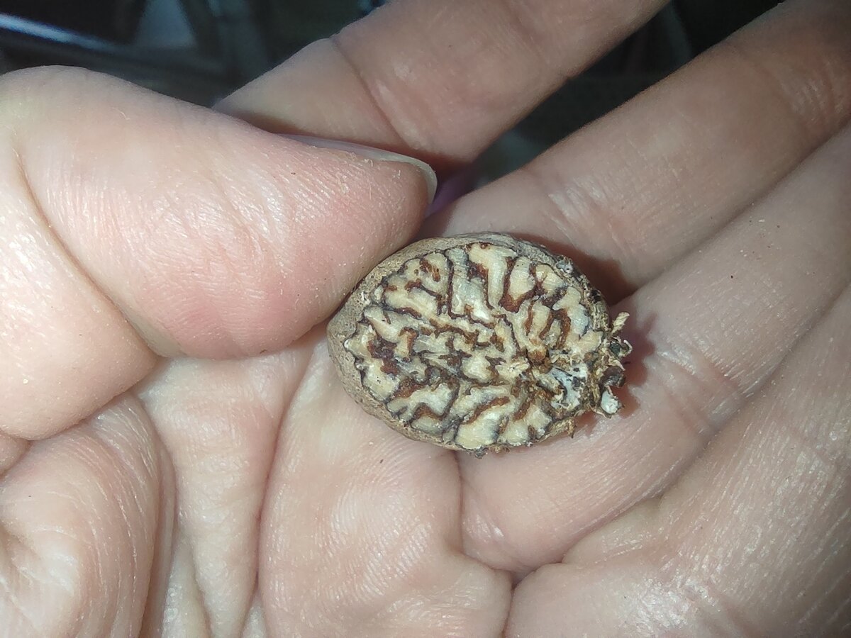 Хвастаюсь! Настоящий мускатный орех из Шри-Ланка! 