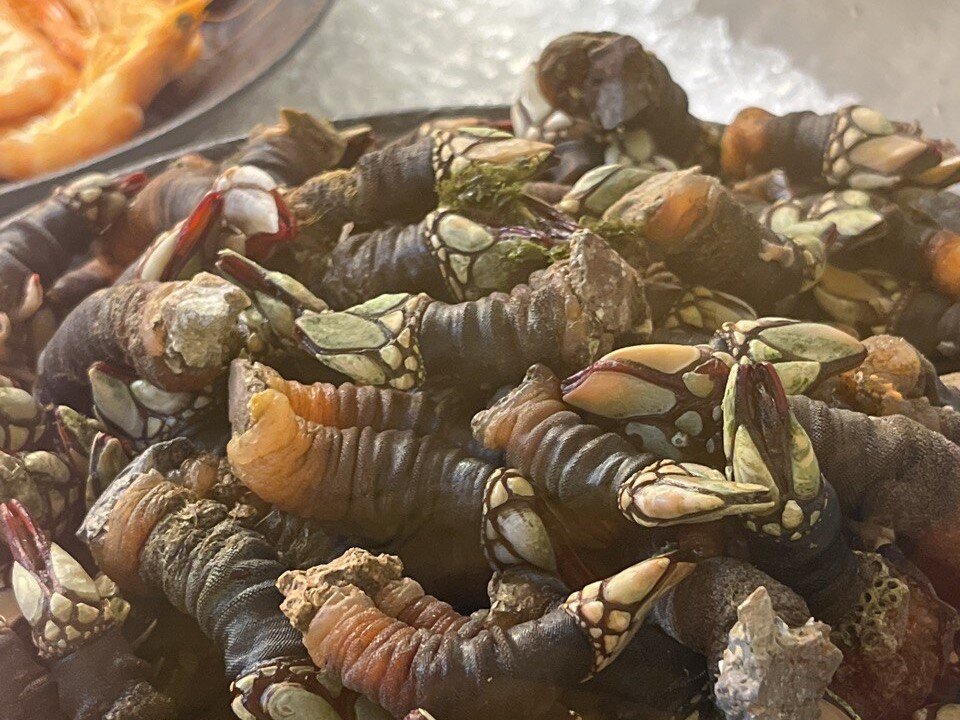 Percebes, они же goose barnacles, они же морские уточки