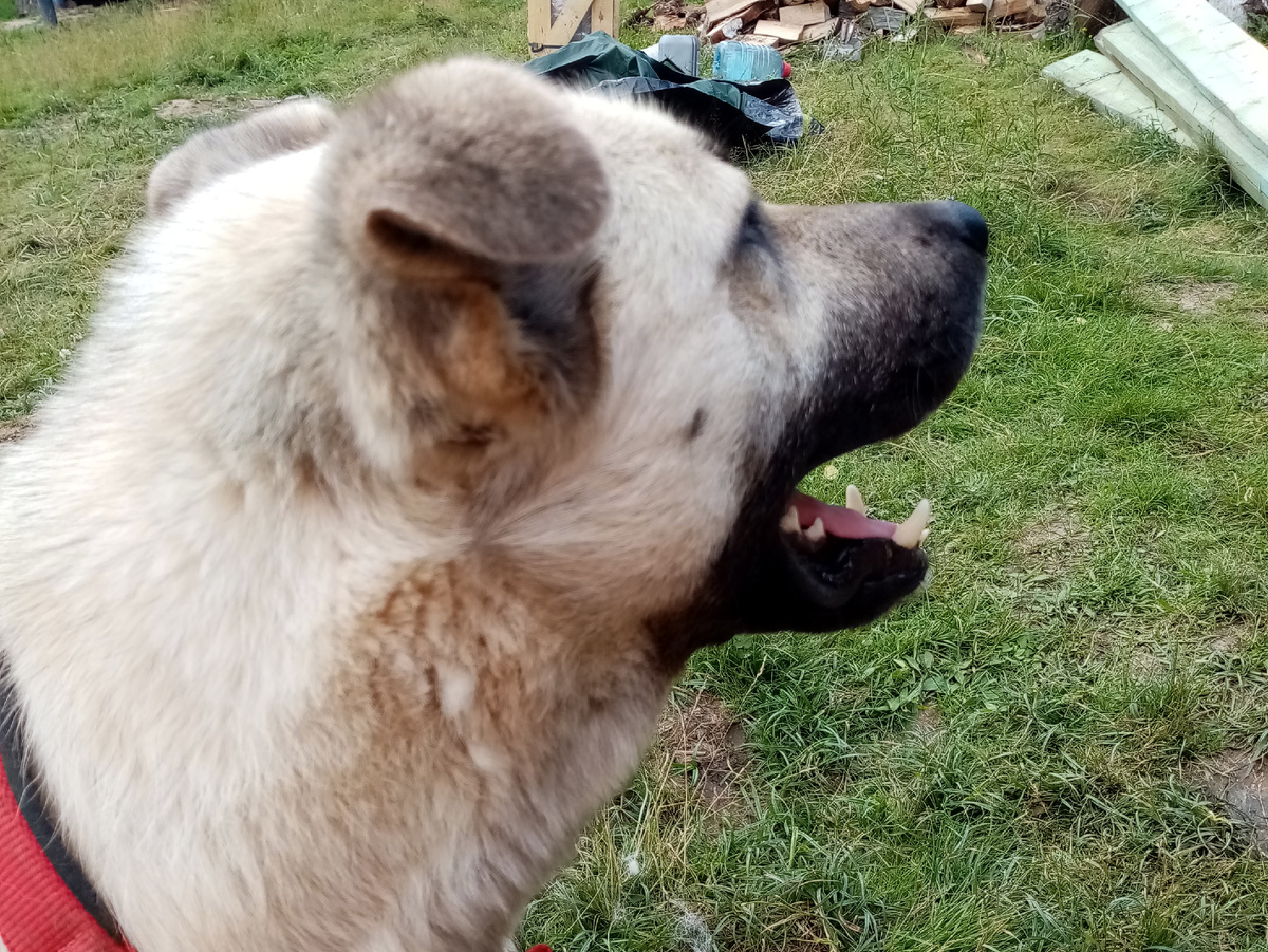 И это Туман