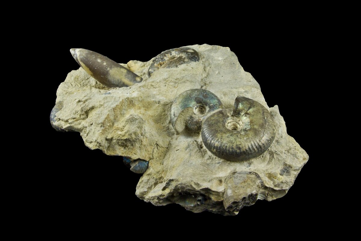 Экспонат Зоологического музей и гербария им. Э.А. Эверсмана 