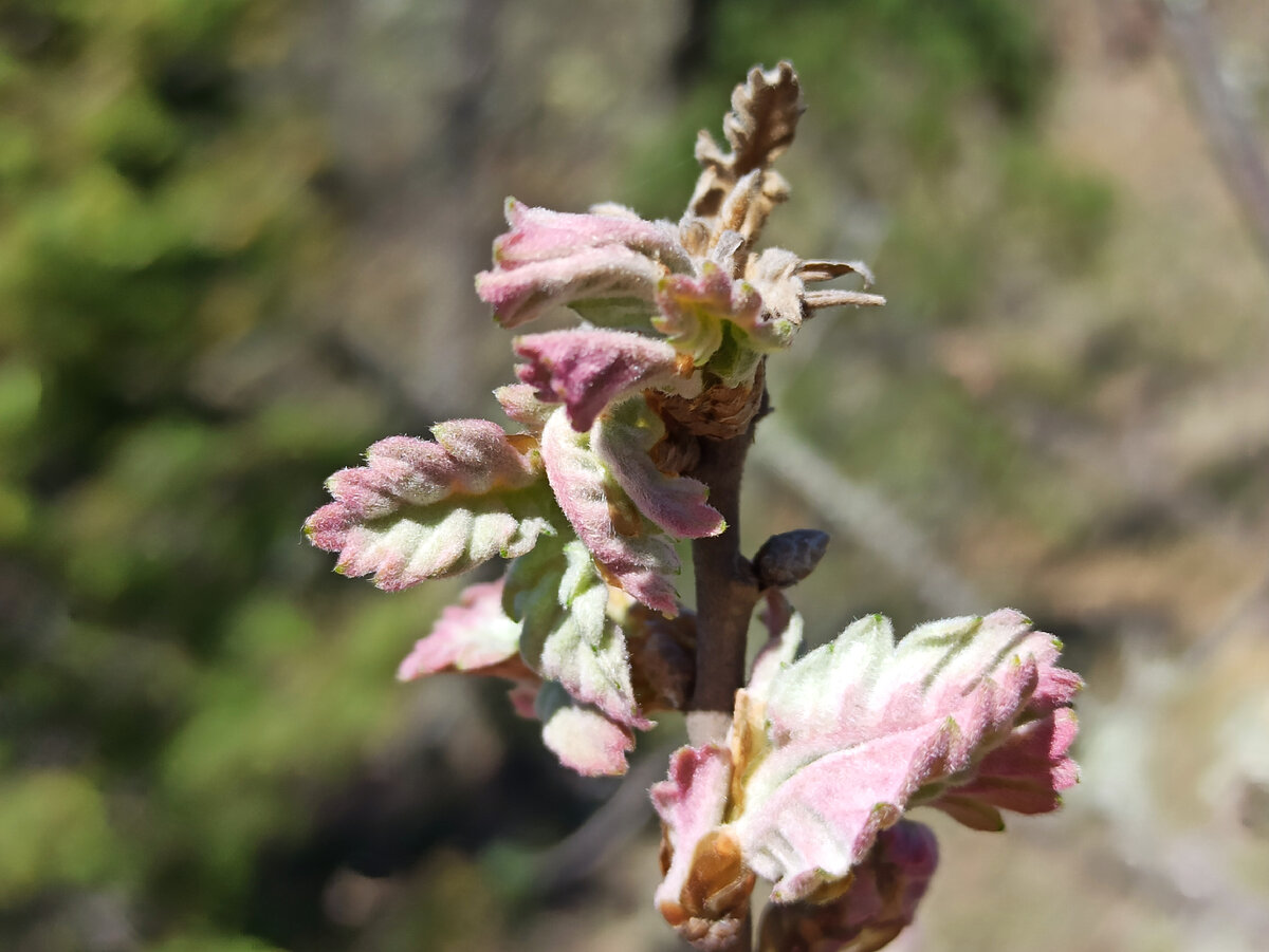 Дуб пушистый. Природный заказник «Новый Свет». Фото: Т. Зорова