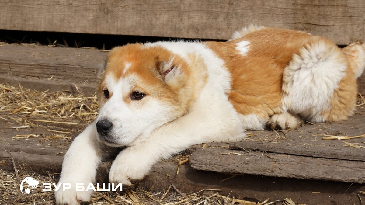 среднеазиатская овчарка