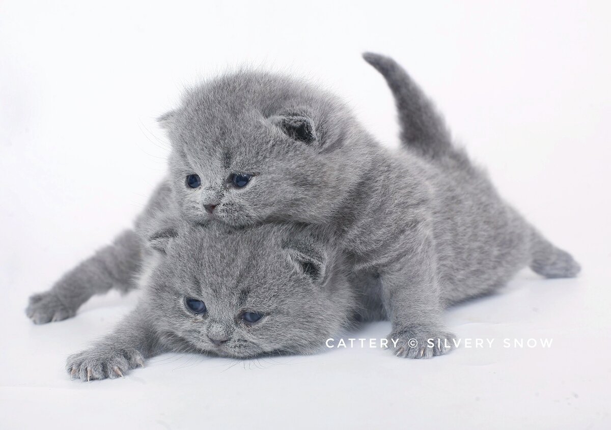 Британские кошки домашние (155 фото)