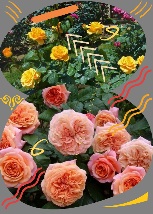 Мой выбор растений в садик-патио, который вскоре станет местом отдыха: розы Керио и Амаретто. Листайте вправо: на фото однолетние лианы кобея, которые украшали мой сад