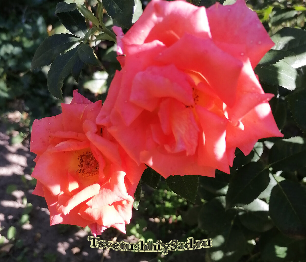 Роза Валентина, окончание цветения.