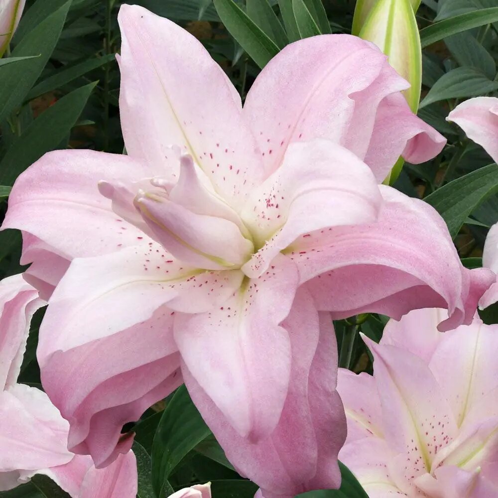 Лилия Lotus Queen