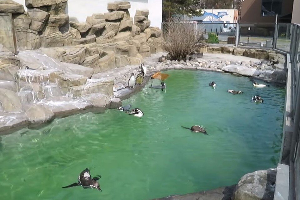    Пингвины из Новосибирского зоопарка открыли купальный сезон в уличном бассейне. Фото: Анна НОВИКОВА
