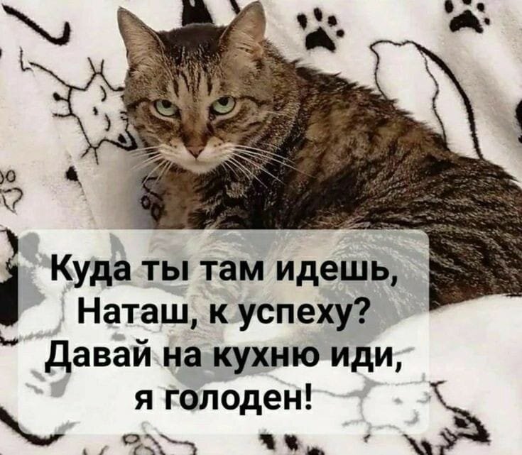 Только мы с котом на кухню идем текст