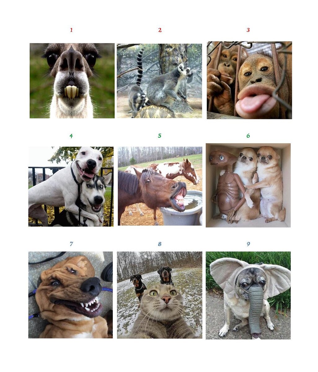 Выбирайте самую клёвую зверушку)