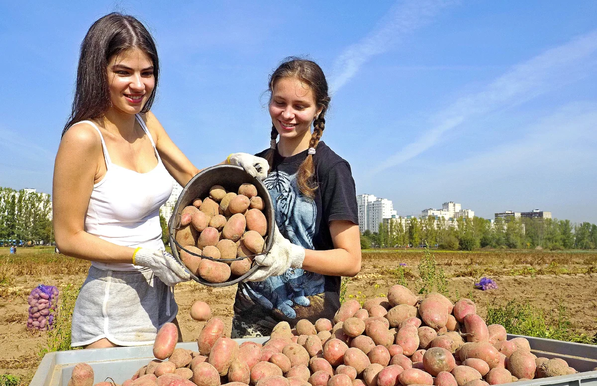 Уборка картофеля на поле. Сбор урожая. Сбор картошки. Сбор урожая картошки. Огромный урожай картошки.