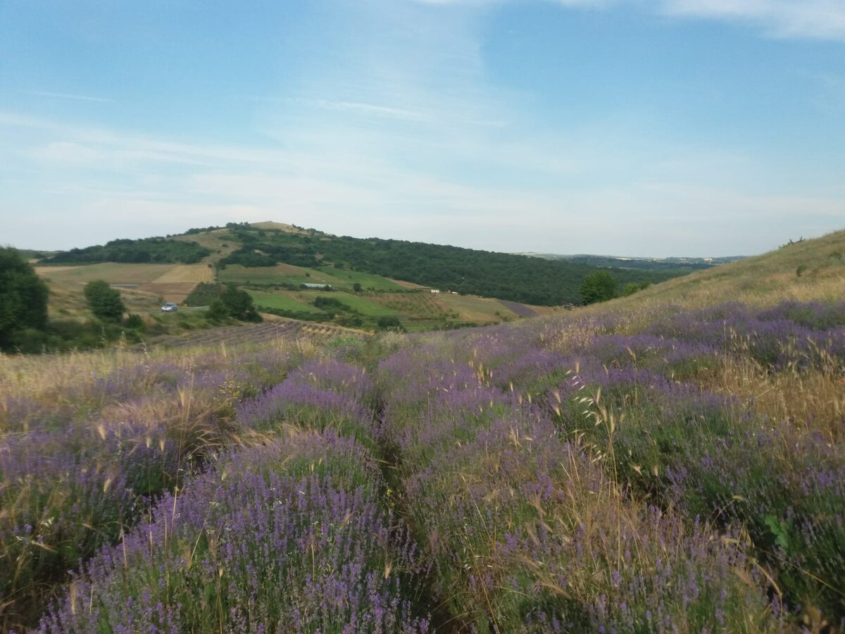 Лавандовые поля Болгарии тоже есть. Эти - недалеко от Каблешково.