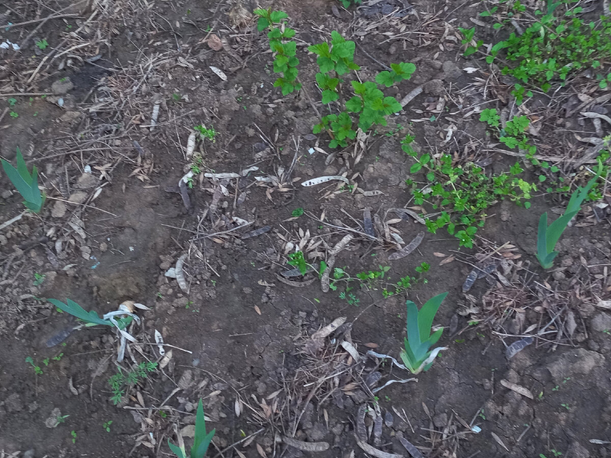 Зазеркалье, Калина, 19.04.2023