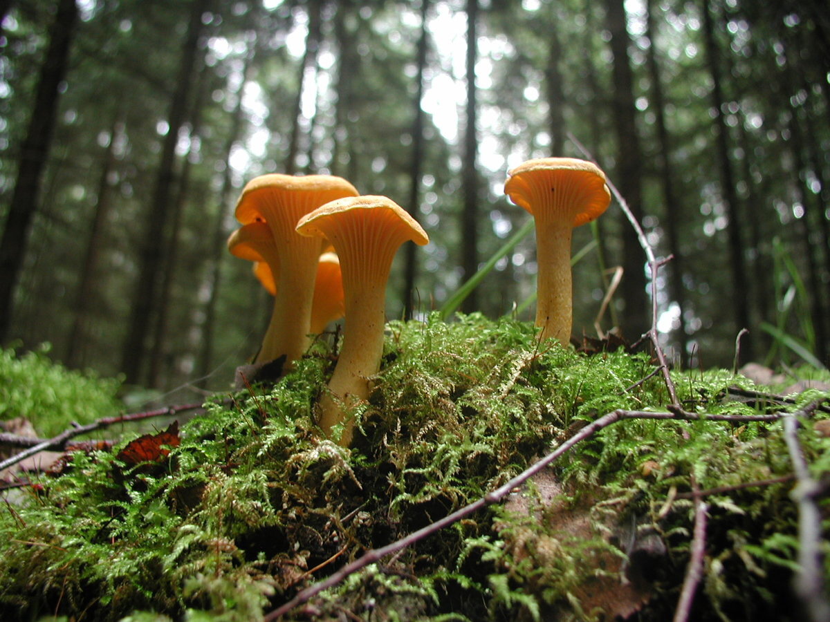 Фото из интернета