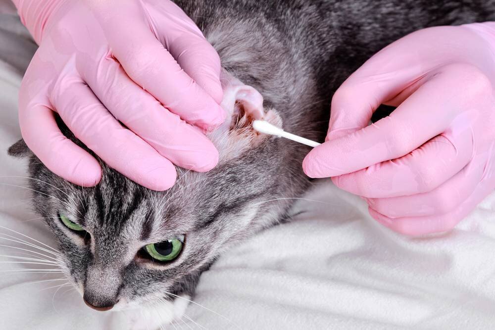 Как правильно чистить уши кошке? | Ника Крутина | Дзен