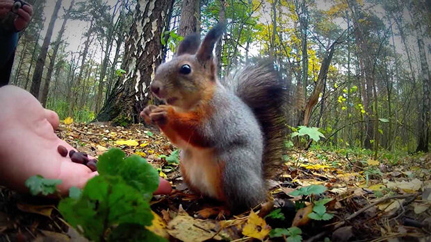 В природе все происходит закономерно. Посмотрите на животных и задайте себе простой вопрос: а для чего они строят отношения друг с другом?