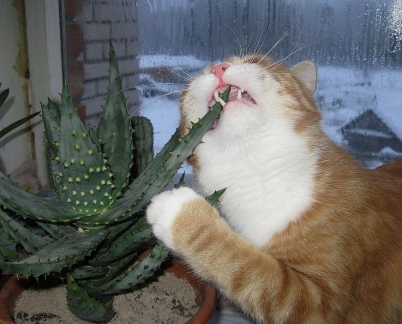     Funny cat eats Aloe vera plant - YouTube