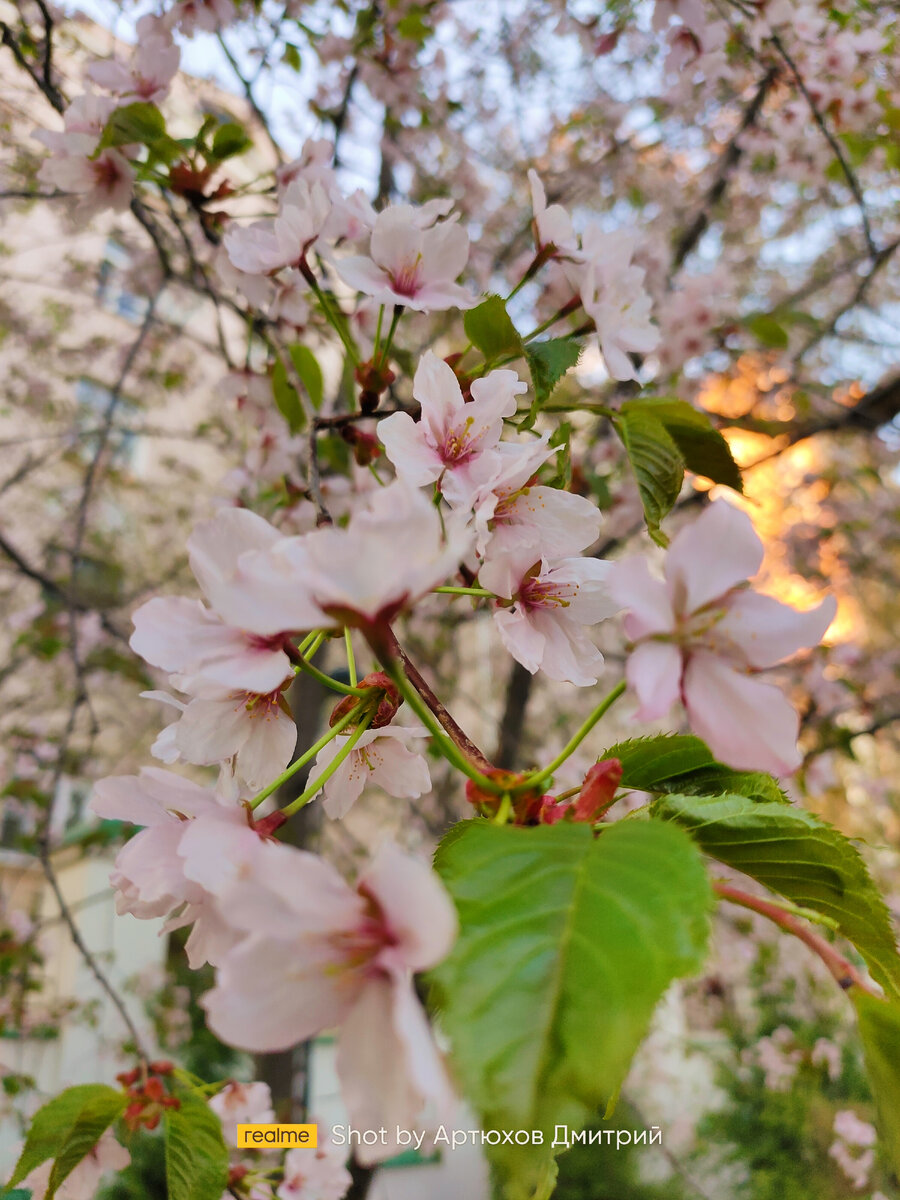 Цветки сакуры, Москва. Фото автора