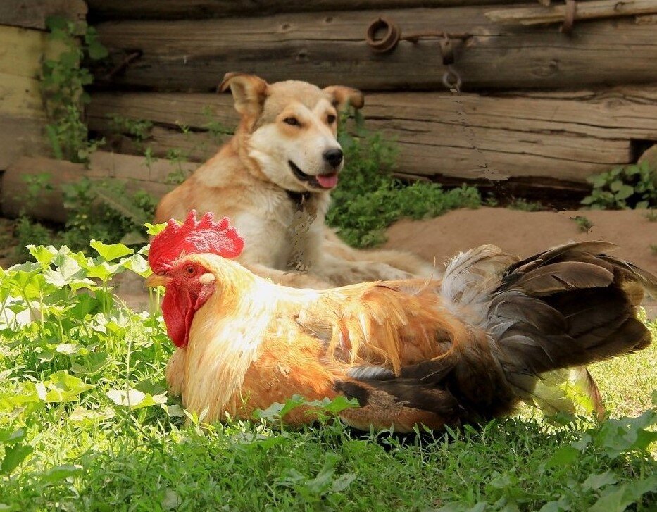 Фото из свободных источников