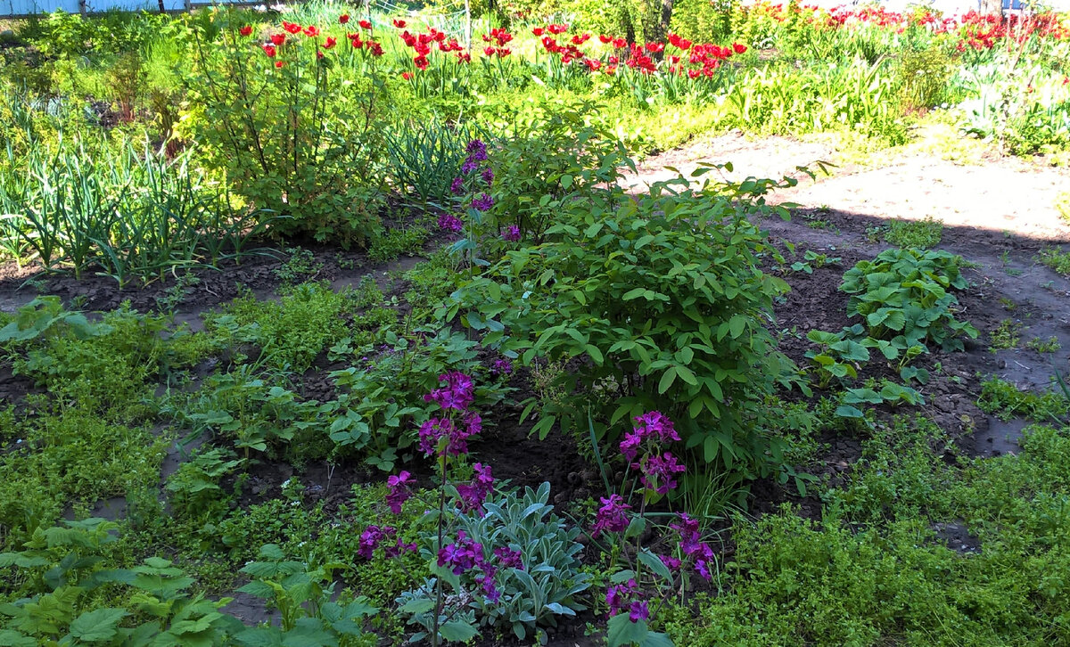 Лунария, 26.04.2023 