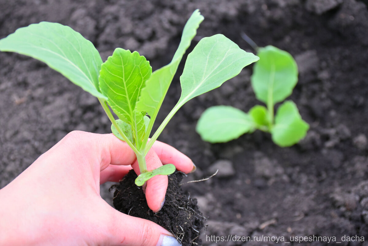 Посев капусты на рассаду в домашних. В лунку для посадки капусты. Как правильно выращивать рассаду капусты. Где точка роста у рассады капусты. Сажаем капусту на клеенку.