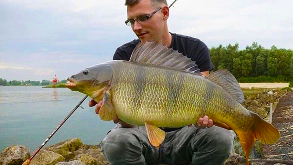 это не тот самый окунь, картинка найдена на просторах интернета)