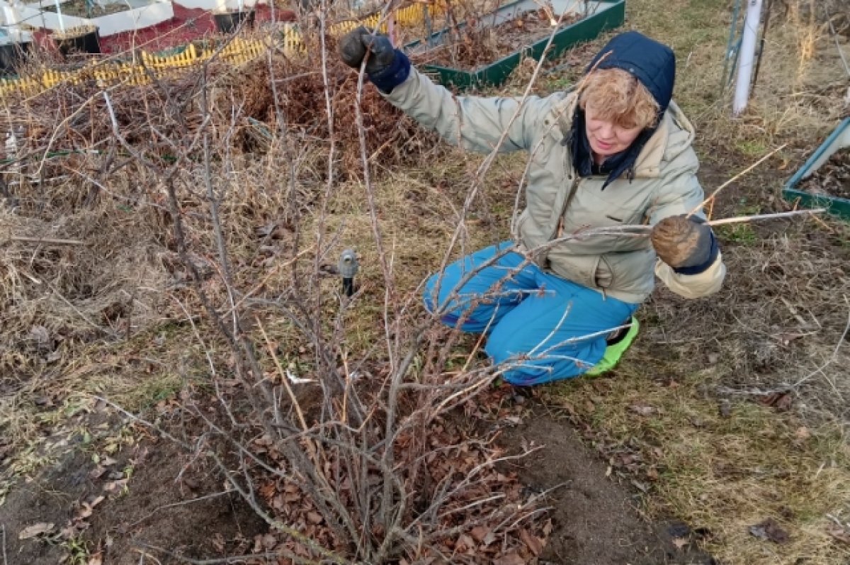    Агроном из Новосибирска Шубина рассказала о работах на даче в заморозки