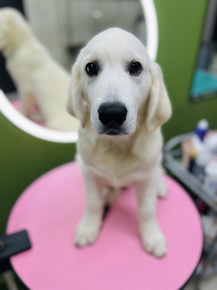 Помните, что решение завести собаку, должно быть абсолютно осознанным. Не заводите себе собаку для ребенка, от скуки или для того, чтобы просто было. Это живое создание, которое требует много внимания, тренировок, прогулок, ухода и много другого. 