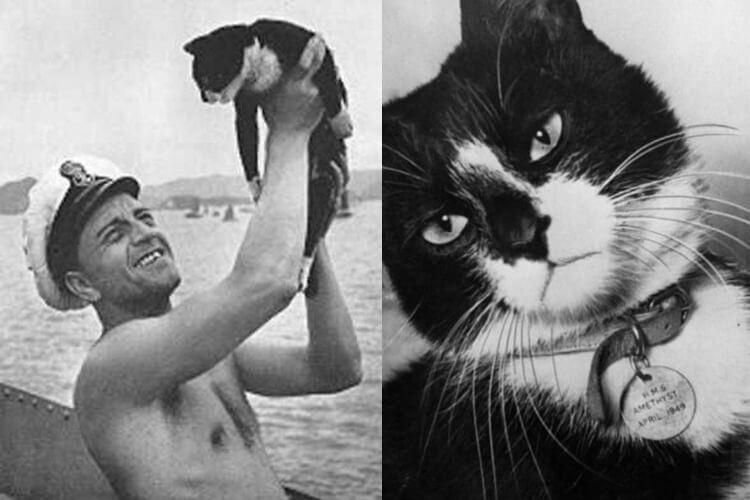      Иллюстративное фото — показывает кота Саймона, который также плавал на корабле (HMS Amethyst). К сожалению, нам не удалось найти фотографии кота Оскара.