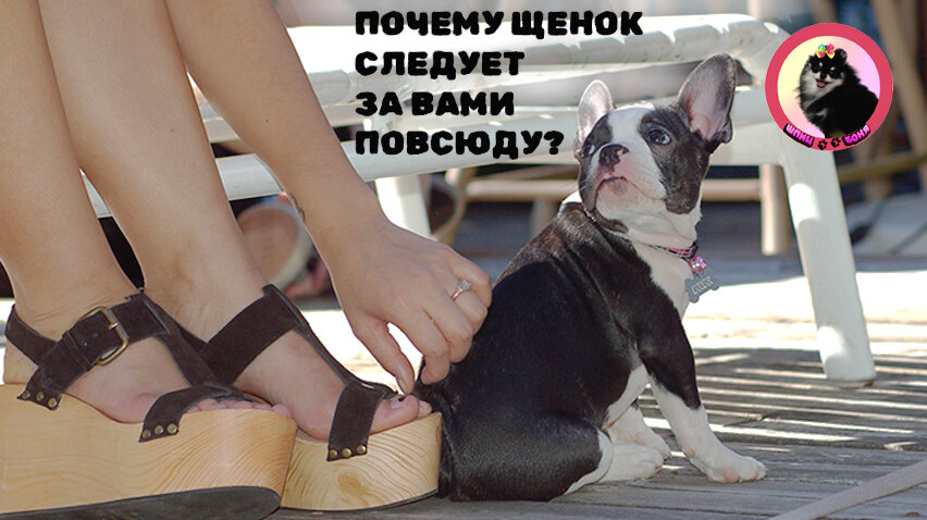Почему щенок следует за вами повсюду 🐾 Шпиц Боня