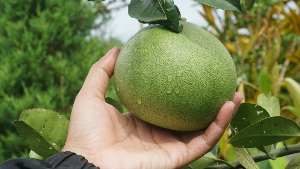 Самый большой помело