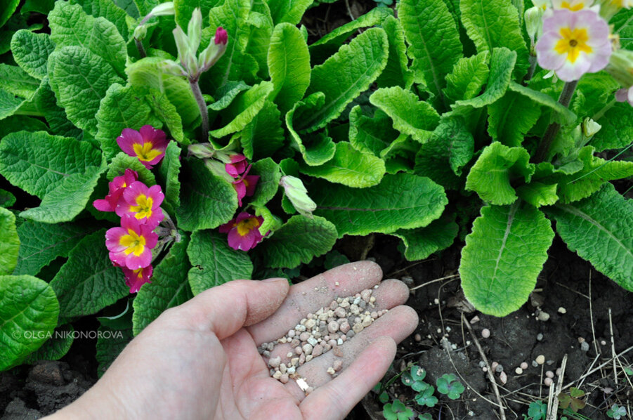 Особенности и преимущества раннего цветения