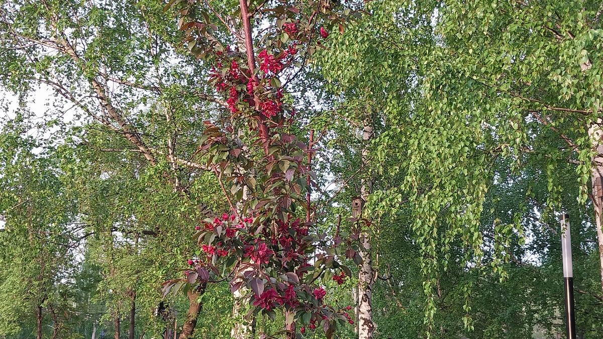 Рядом березы с"сержками", рябина тоже цветет..