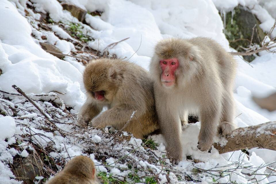 Зоо обезьяна насилует связанную японку в зоопарке порно видео