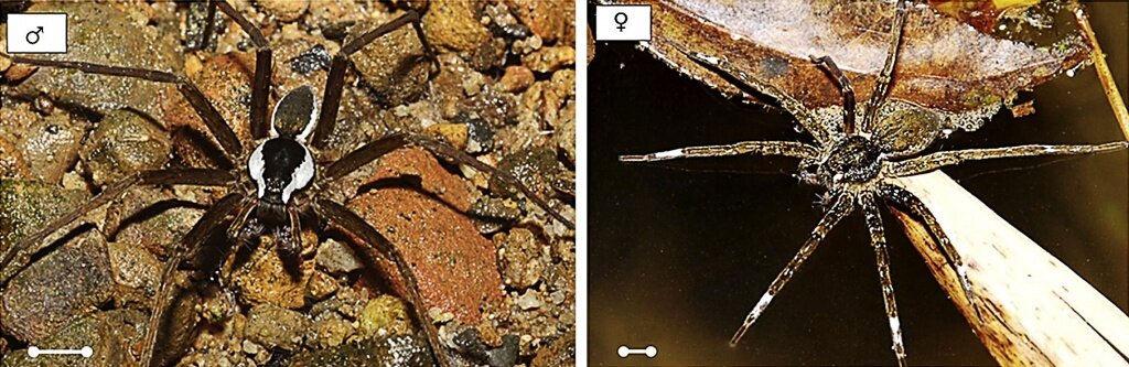 1. Самец и самка паука-рыболова Dolomedes raptor. Белые узоры на их телах образованы множеством крошечных волосков