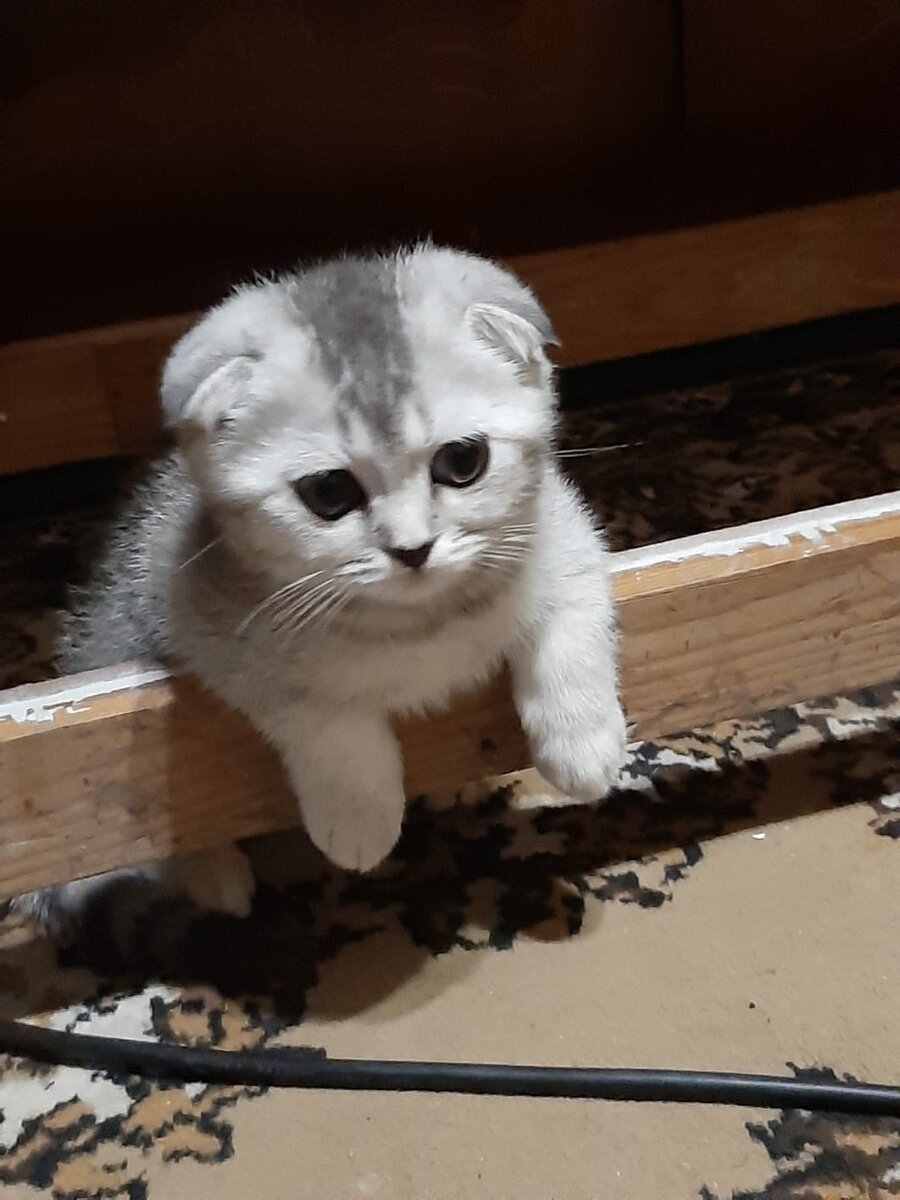 Маленький котик по имени-Шелли.