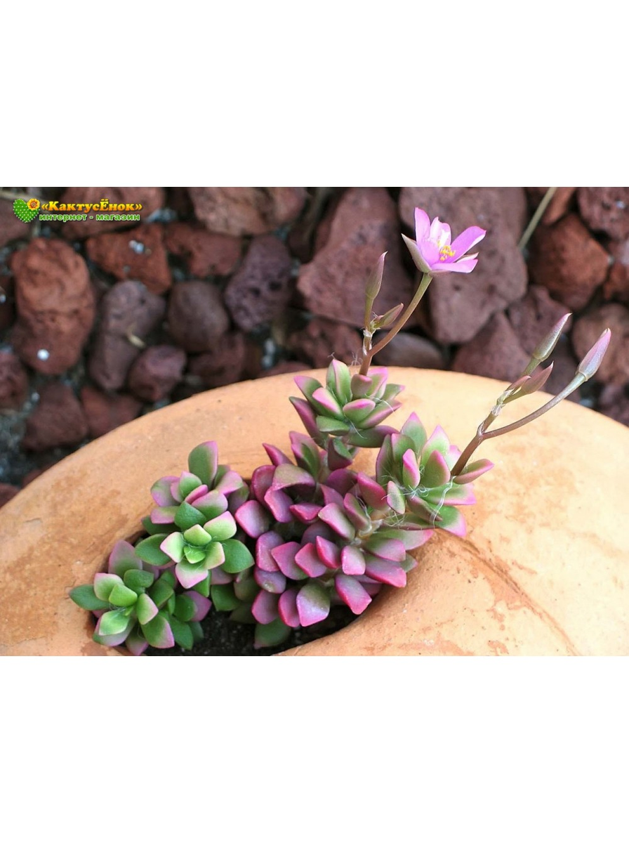 Купить 2 листовых черенка Анакампсерос Санрайз (Anacampseros rufescens cv 'Sunrise') можно в нашем интернет-магазине "Кактусёнок.РФ"
Вы получите 2  неукорененных листовых черенка, хотя к моменту получения посылки скорей всего они уже будут с небольшими корешками.