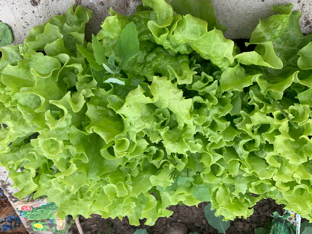 Салат из теплицы