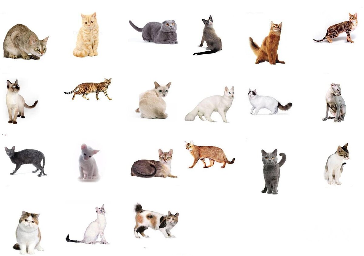 породы кошек -картика из открытого источника