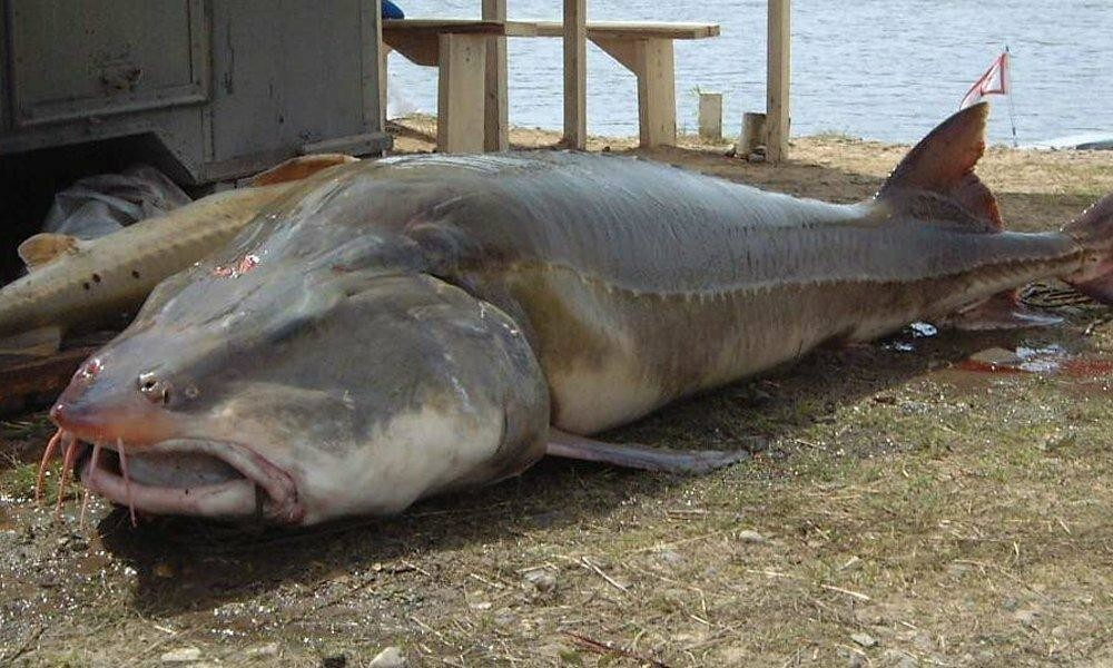 Билуга. Калуга Huso dauricus. Калуга Амурская Белуга. Волжская Белуга.