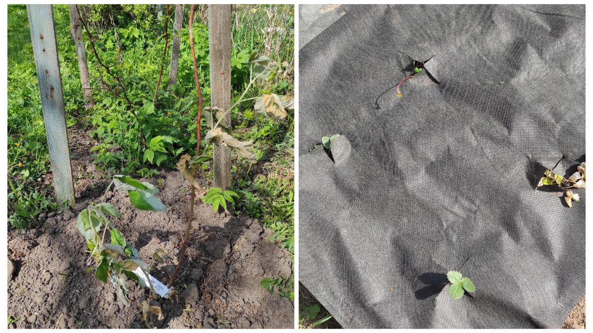 Замерзшая малина "Красная гвардия" и земляника "Желтое чудо" самая правая на правом фото