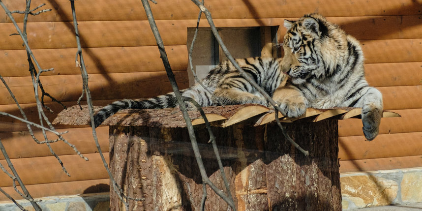    Тигрёнок Зевс, переехавший в Ленинградский зоопарк из Мариуполя, обживает летнюю дачу.Алена Бобрович