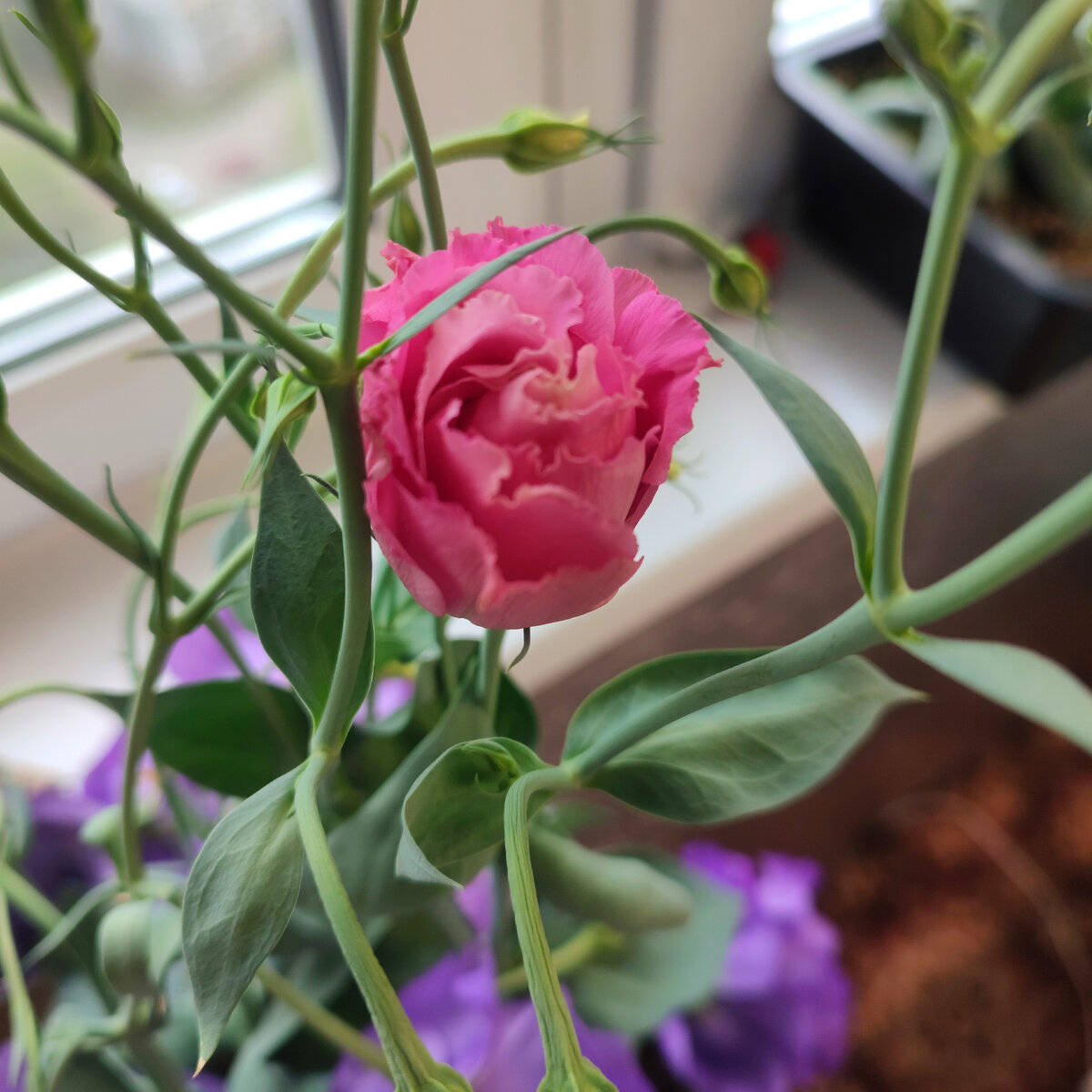 Не столь крупные бутоны, но очень хорошенькие😇